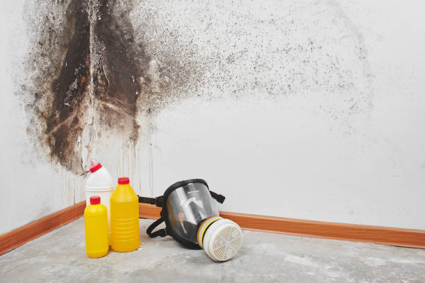 Professional Mold Removal in Commerce, TX