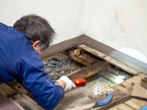 Mold Removal and Inspection in Commerce, TX