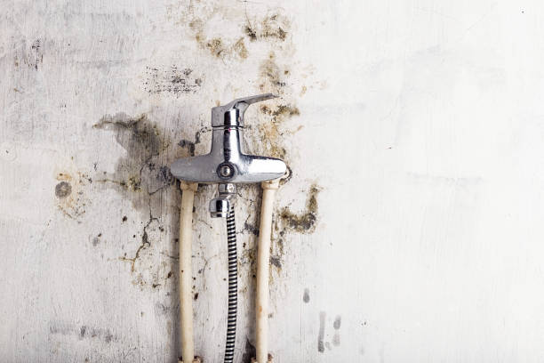 Best Black Mold Removal  in Commerce, TX