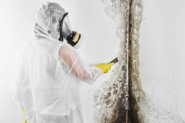 Best Mold Remediation  in Commerce, TX