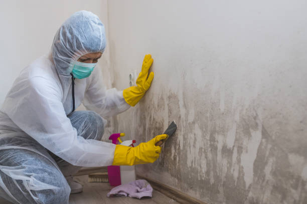 Best Professional Mold Removal  in Commerce, TX
