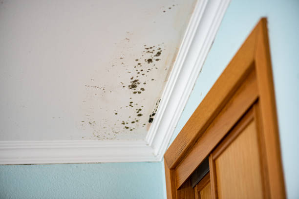 Professional Mold Removal in Commerce, TX