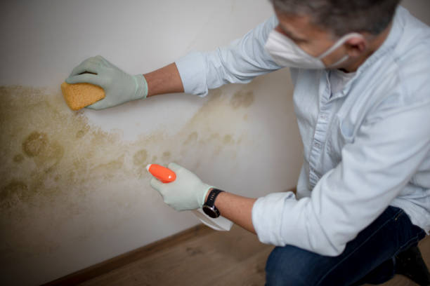 Best Mold Remediation  in Commerce, TX