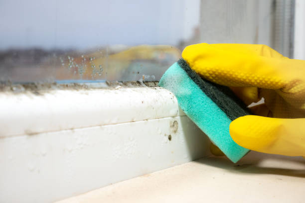 Best Attic Mold Removal  in Commerce, TX