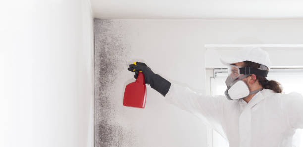  Commerce, TX Mold Removal Pros
