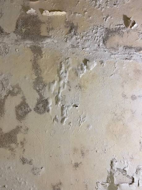 Trusted Commerce, TX Mold Removal Experts