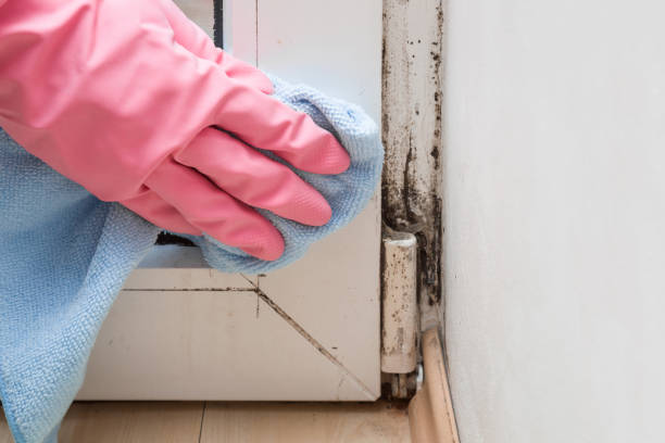 Best Mold Removal Near Me  in Commerce, TX