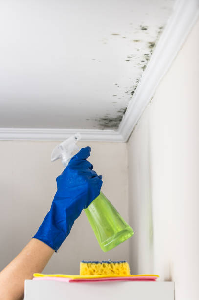 Best Crawl Space Mold Removal  in Commerce, TX